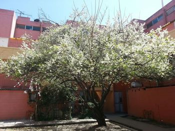 Plant growing in house
