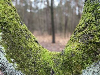 Moss growing on tree trunk