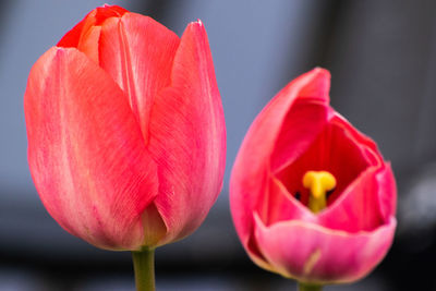 Close-up of red tulip