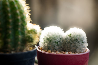 Close-up of cactus plant in pot