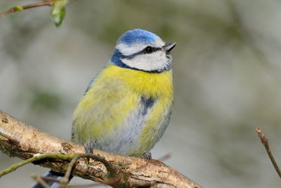 Close-up of bird perching on branch