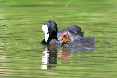 Duck swimming in lake