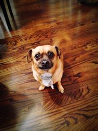 High angle portrait of dog on floor