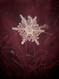 Close-up of frozen plant