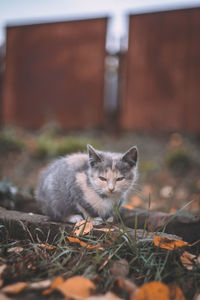 Portrait of cat sitting on field