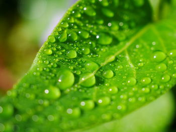 Close-up of raindrops on leaves