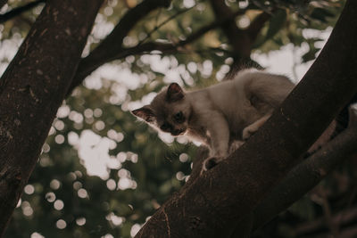 Low angle view of cat on tree