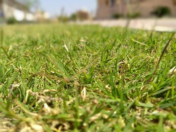 Surface level of grass on field