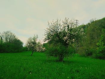 Scenic view of grassy field against sky