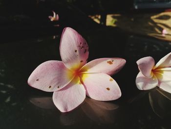 Close-up of frangipani blooming outdoors