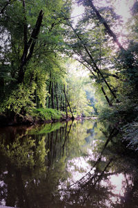 Scenic view of lake in forest