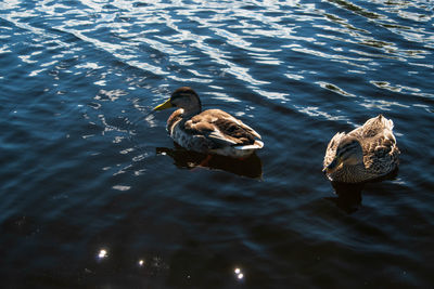 High angle view of duck swimming in lake