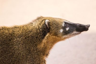 Close-up of coati