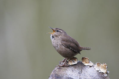Close-up of bird perching on branch