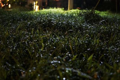 Plant growing on field