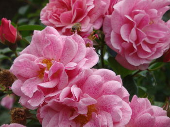 Close-up of pink flowers blooming outdoors