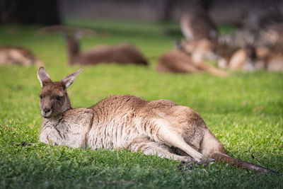 Lion resting on a field