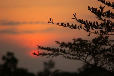 Low angle view of silhouette plants against romantic sky