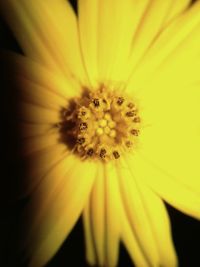 Macro shot of yellow flower