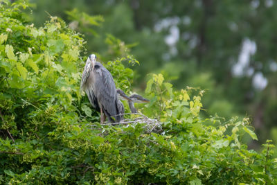 Bird perching on a tree