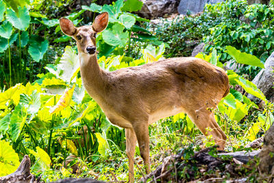 Portrait of deer standing on field