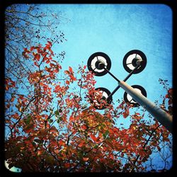 Low angle view of trees against blue sky