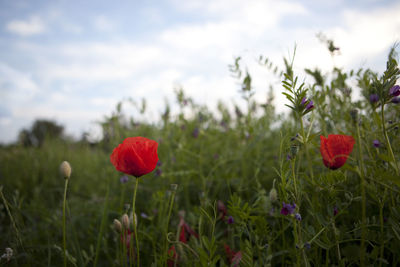 Red poppy flowers blooming in field