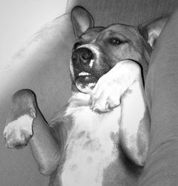 High angle view of dog resting on sofa at home