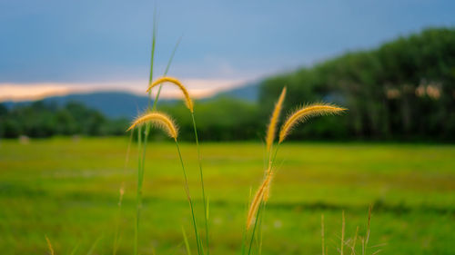 Close-up of stalks in field against sky