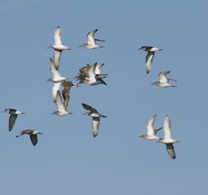 Low angle view of birds flying in sky