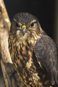 Close-up portrait of owl