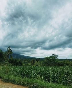 Scenic view of field against sky