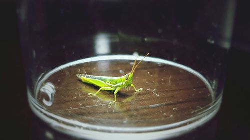 Close-up of insect on leaf