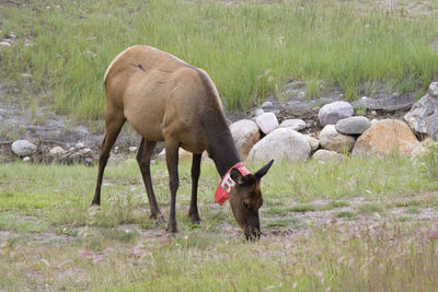 Animal grazing on field