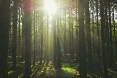 Sunlight streaming through trees in forest