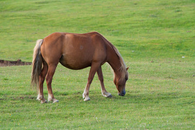 Horse grazing in a field