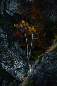 Low angle view of trees by rocks in forest