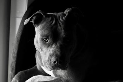 Close-up portrait of dog