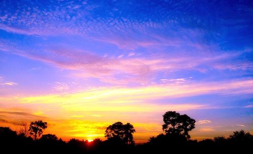 Silhouette of trees at sunset