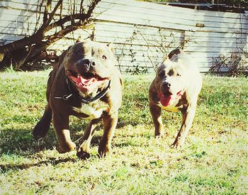 Dogs in a field