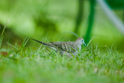 Close-up of bird perching on grass