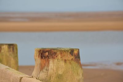 Close-up of wooden post at beach