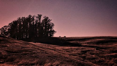 Trees on desert against sky during sunset