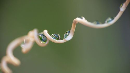 Close-up of water drop on plant part
