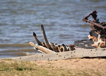 Driftwood on beach