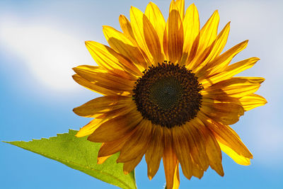 Close-up of fresh sunflower blooming against sky