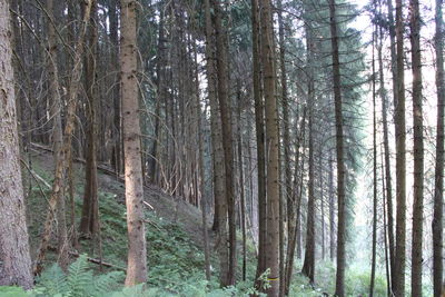 View of trees in forest