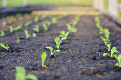 Close-up of seedlings in garden