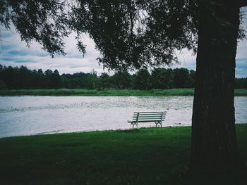 Trees on grassy field