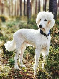 White dog standing on land